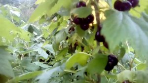 Поспела смородинка