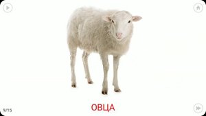 КАРТОЧКИ ДОМАНА ВИДЕО  ДОМАШНИЕ ЖИВОТНЫЕ