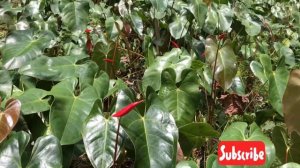 Malawak na garden ng Anthurium plants here in Benguet,