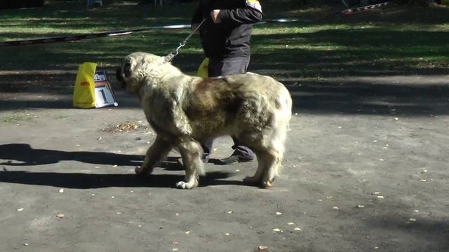 Класс ОТКРЫТЫЙ СУКИ. BOL'SHAYA MEDVEDITSA IZ BELOGO KRAYA смотреть онлайн