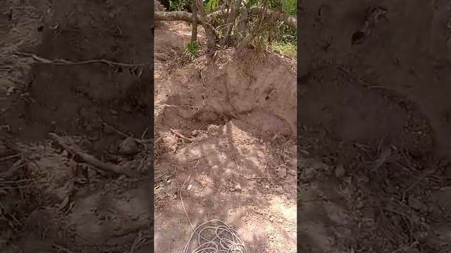 палисандр кровоточащие дерево , пересадка деревьев ценных пород красное дерево смотреть онлайн