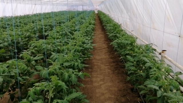 Вирус томата, с чем можно спутать! смотреть онлайн