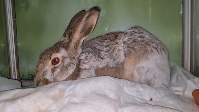 Злой заяц из Куркино. Все зайцы оказываются в Доме Зайца. смотреть онлайн