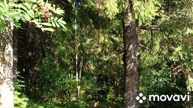 Карелия. Начало осени 2023. смотреть онлайн