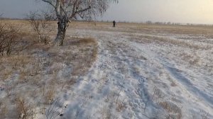 Много зайца! Охота на зайца по следу!! Сезон 2020-2021. Охота в Челябинской области.