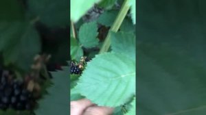 Ежевика сорт Торн фри и Тройная корона созрела !!!