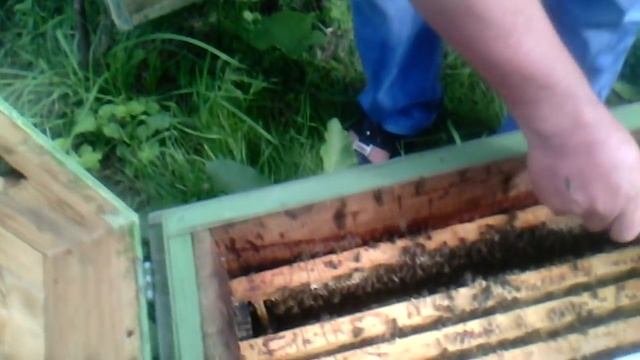 Как избавиться от аскосфероза. смотреть онлайн