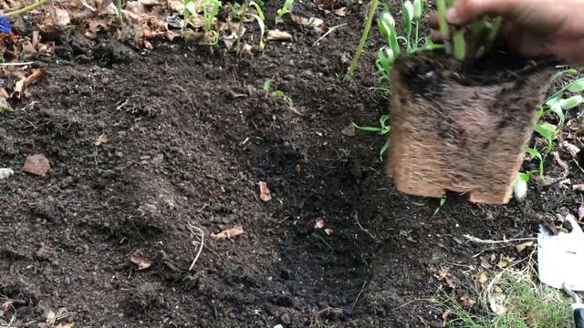 Planting Out Rudbeckia For Beautiful Garden Flowers смотреть онлайн