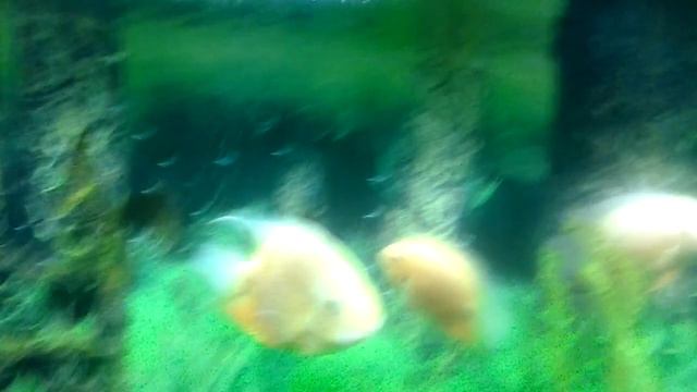 Живые уголки в моей начальной школе. смотреть онлайн