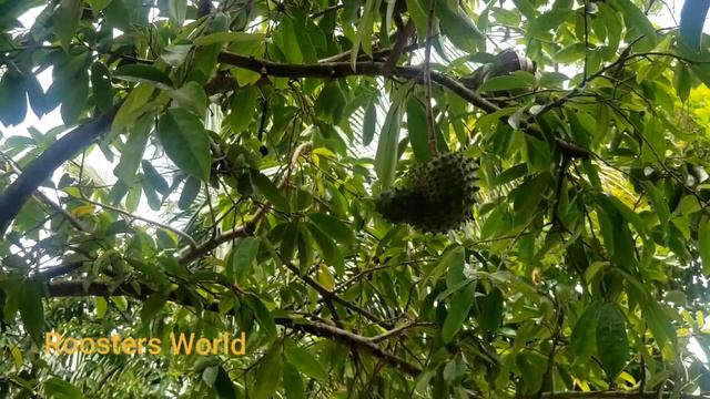 Local Soursop (Annona muricata) in Jamaica