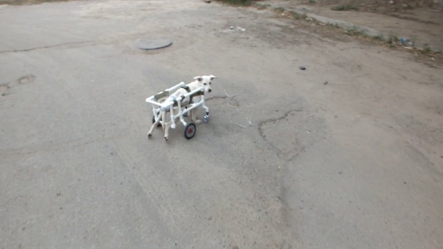 Белочка