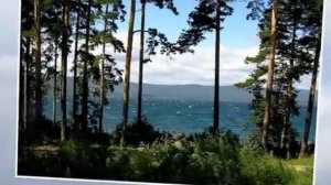 Братья Радченко Медуница