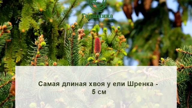 Ель описание. 10 хвойных деревьев. Ель пихта сосна кедр лиственница. Что ты знаешь о ели. Ель обыкновенная голосеменное растение.