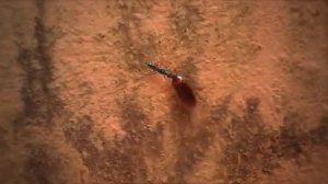 ЧТО БУДЕТ ЕСЛИ ИСЧЕЗНУТ ТАРАКАНЫ ?