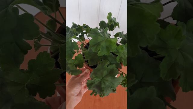 ИВ -ЭХО любви|Леона галактика |Денис сутарве🍀3.08.2023 г. смотреть онлайн