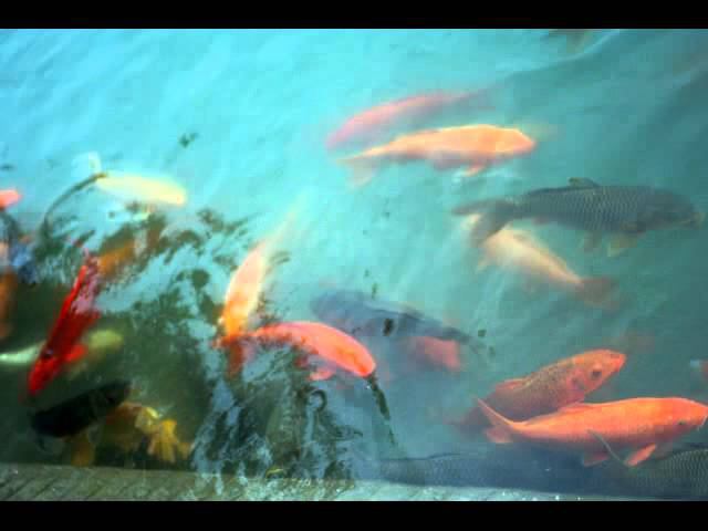 Golden fish in Amritsar lake