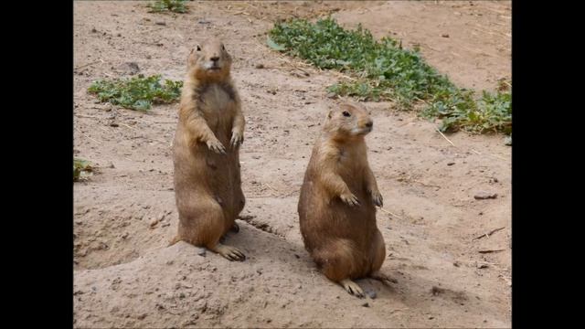 Nikon Coolpix S3500 смотреть онлайн