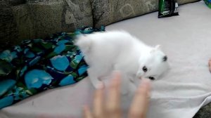 Злой котенок