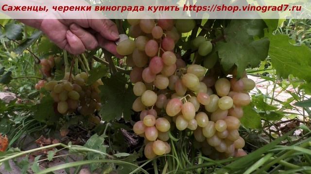 24 июля 2023 года- окрашивание винограда Соперник, очень ранний срок созревания мускат во вкусе ягод