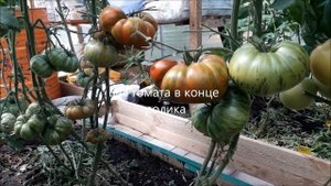 Томат Амурский Тигр от Аэлиты.Урожай июль 2020.