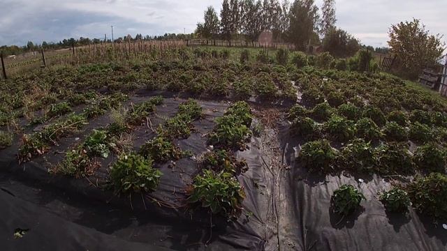 Посадка полуниці пізньою осінню/Переваги та мінуси смотреть онлайн
