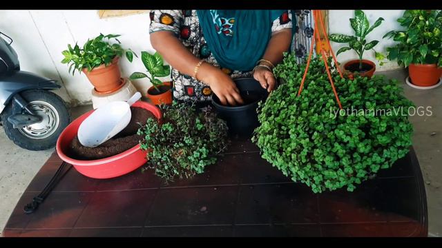 outdoor plants | hanging plants | garden plants | pink turtle vine | indoor plants | jyothammaVLOGS