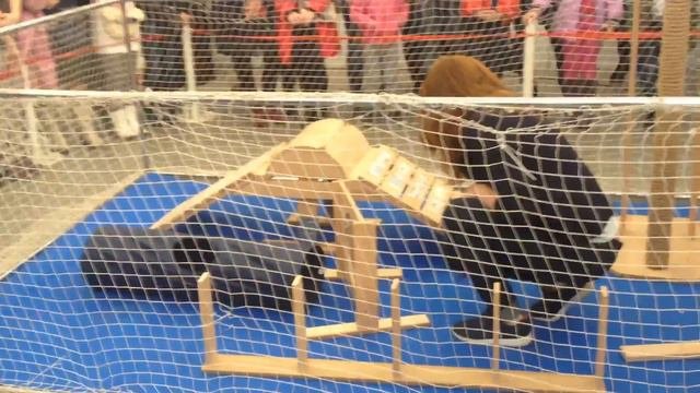 CAT AGILITY.27 .03. 2016. Minsc .Аджилити .Кошки.Минск.