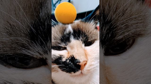 Мой милый котик😻