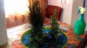 Купрессус - уход. кипарисник в групповой посадке - обзор.