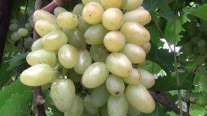 Виноград "АРКАДИЯ"