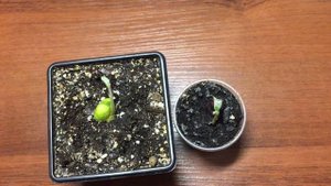 Как вырастить МУШМУЛУ!!! МАХРУШКА!!!