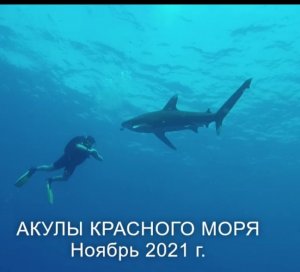 Акулы красного моря 08-12.11.2021 г