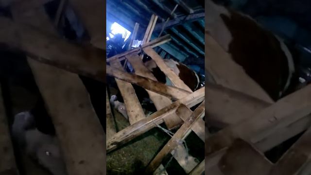 Бык сементал