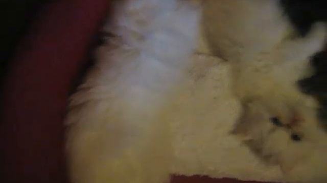 Копия видео "Персидские котята Persans Silver et Golden" смотреть онлайн