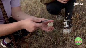 Как правильно собирать грибы