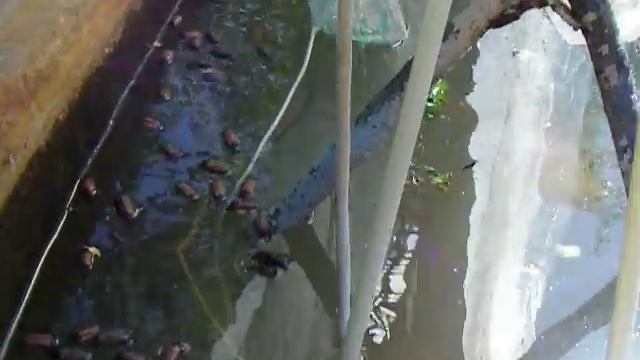 3 6 Майский жук Ловушка для ловли на свет – Результаты смотреть онлайн