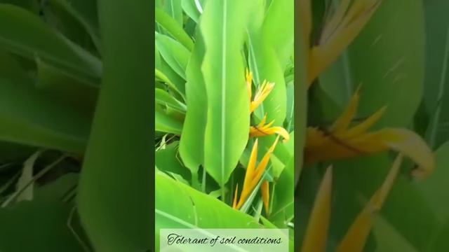 All about Bird of paradise plant outdoorplant