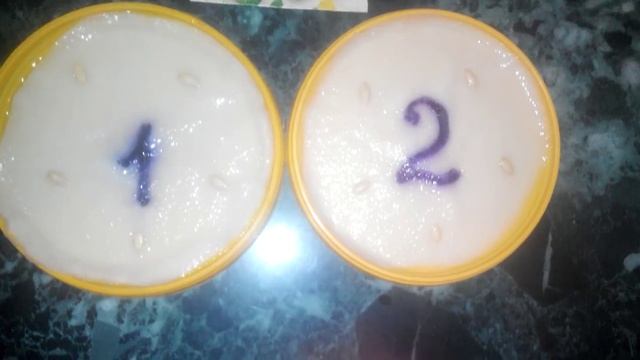 Огурцы зимой в квартире (выращивание огурцов на подконнике) видео №1 от 05.11.2014 смотреть онлайн