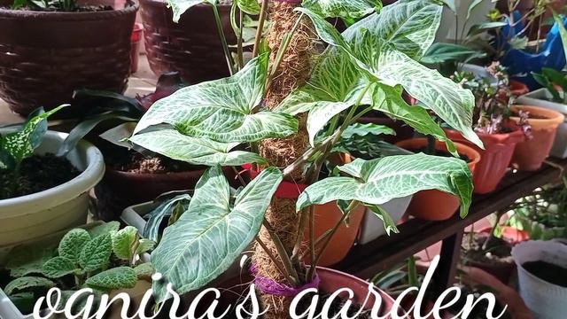 How To Grow Syngonium Podophyllum | UPDATES How to Grow Ginger & Planting Orchids in a Coconut Husk смотреть онлайн