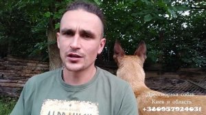 163. Как научить собаку приносить мяч. Играем с собакой