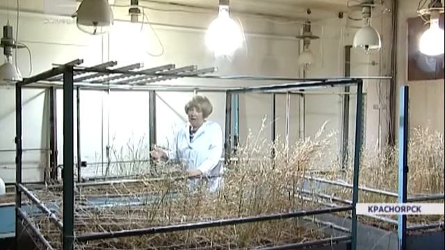 Красноярские ученые совместно с коллегами из Казахстана нашли устойчивые к засухе виды пшеницы смотреть онлайн