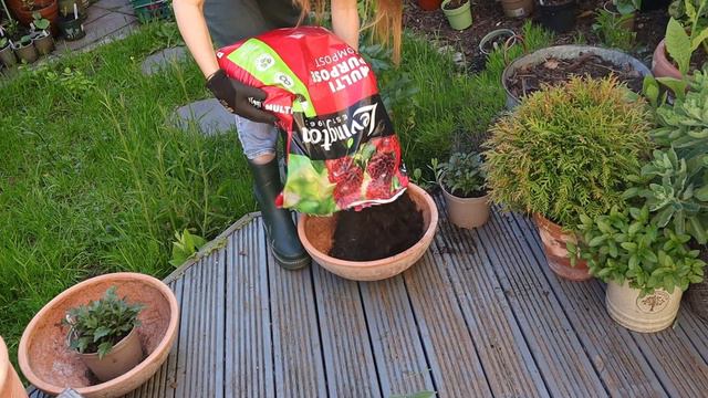 The art of fitting too many plants in a small space: Dahlia edition 💜 смотреть онлайн