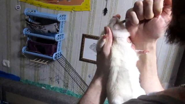 Минутка лечения, или как выпоить крысе лекарство "насильно"? (Fancy Rats | Декоративные Крысы) смотреть онлайн
