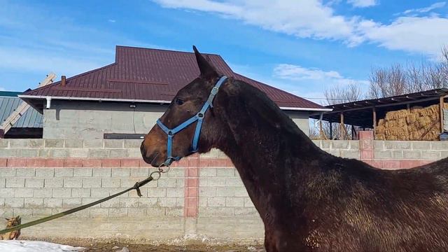 Сатылды. смотреть онлайн