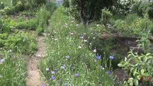 ОЙ, ЦВЕТЕТ КАЛИНА У МЕНЯ В САДУ. КАЛИНА КРАСНАЯ ЯГОДА