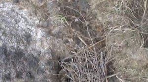 Пресаживаем ежевику ТорнФри