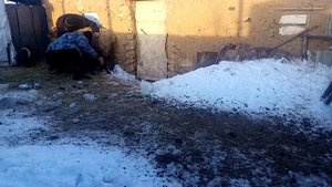 Кормим ягнёнка отказничка,первая ночь в холодном сарае, содержание овец