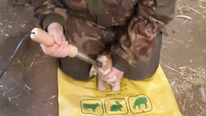 Обезроживание козлят термокаутером. Не для впечатлительных?