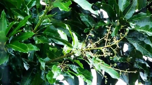 leaf in rain sony dsc h400 lightworks смотреть онлайн