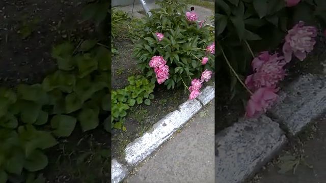 Peonies and birdsong. Summer footage| Пионы и пение птиц